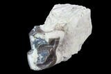 Hyracodon (Running Rhino) Jaw Section - South Dakota #90285-2